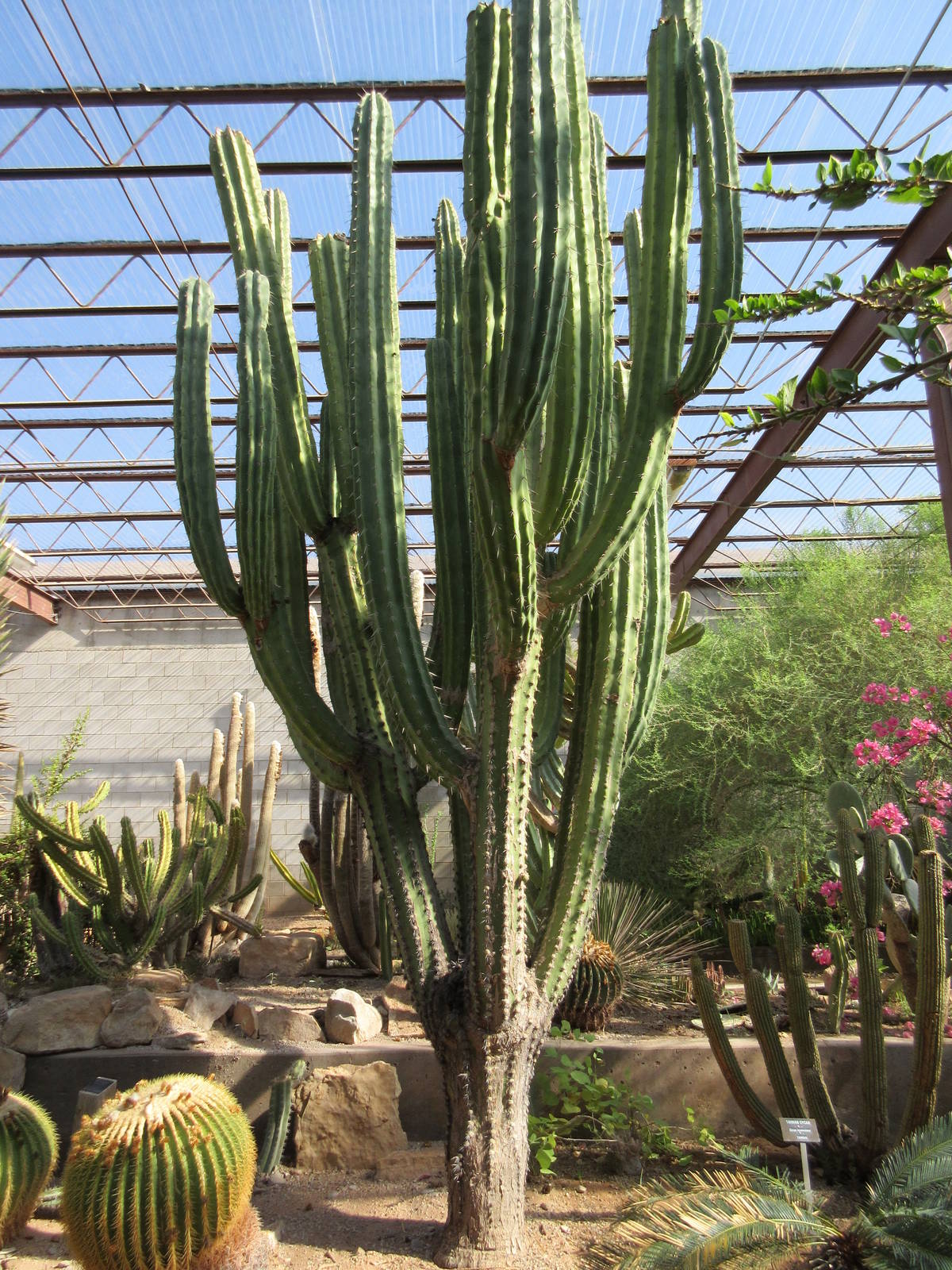 Succulents of the World Building