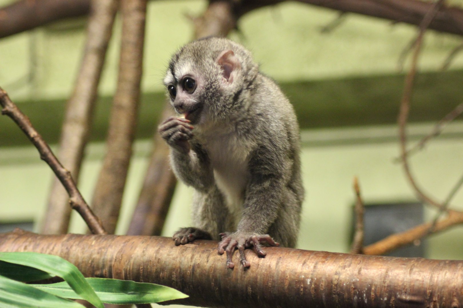 Such a cutie, I want one !