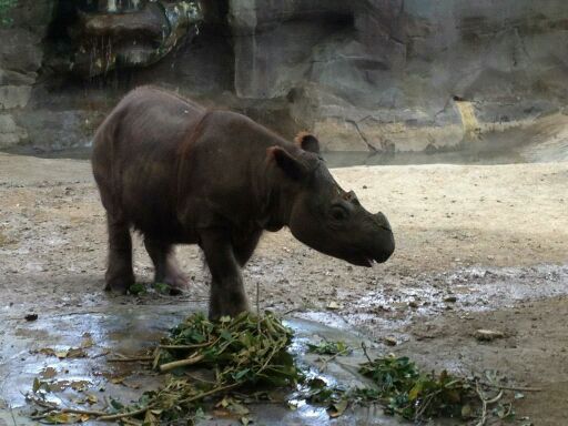 Suci at the Cincinnati Zoo