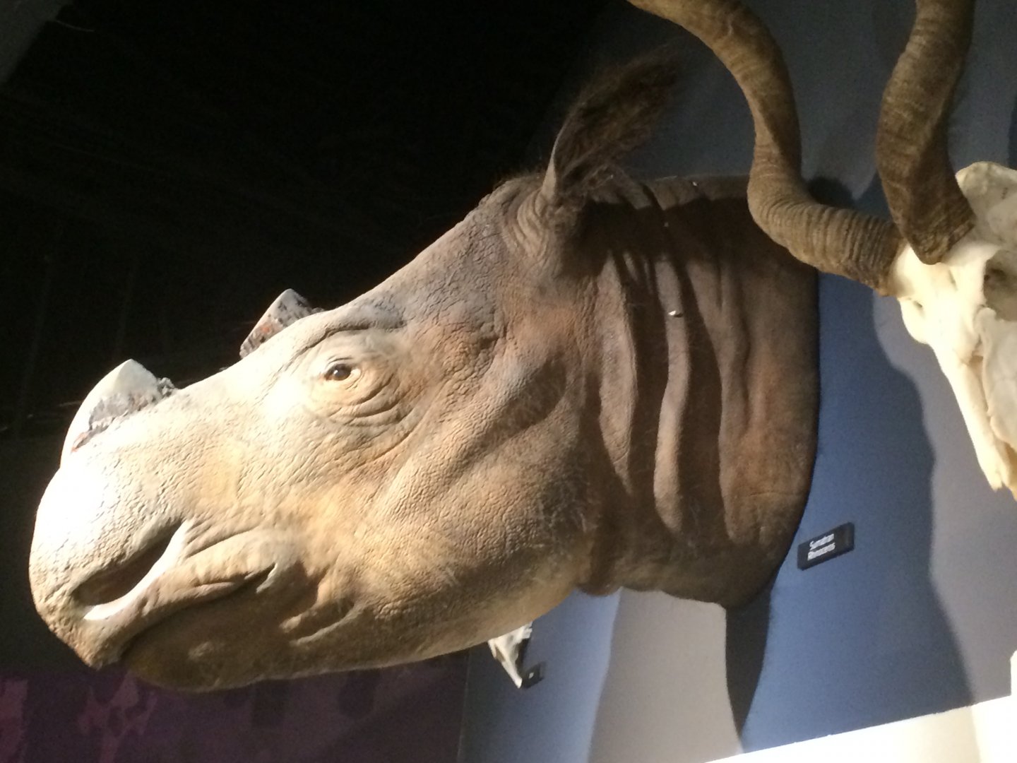 Suci the Sumatran Rhino Left Side