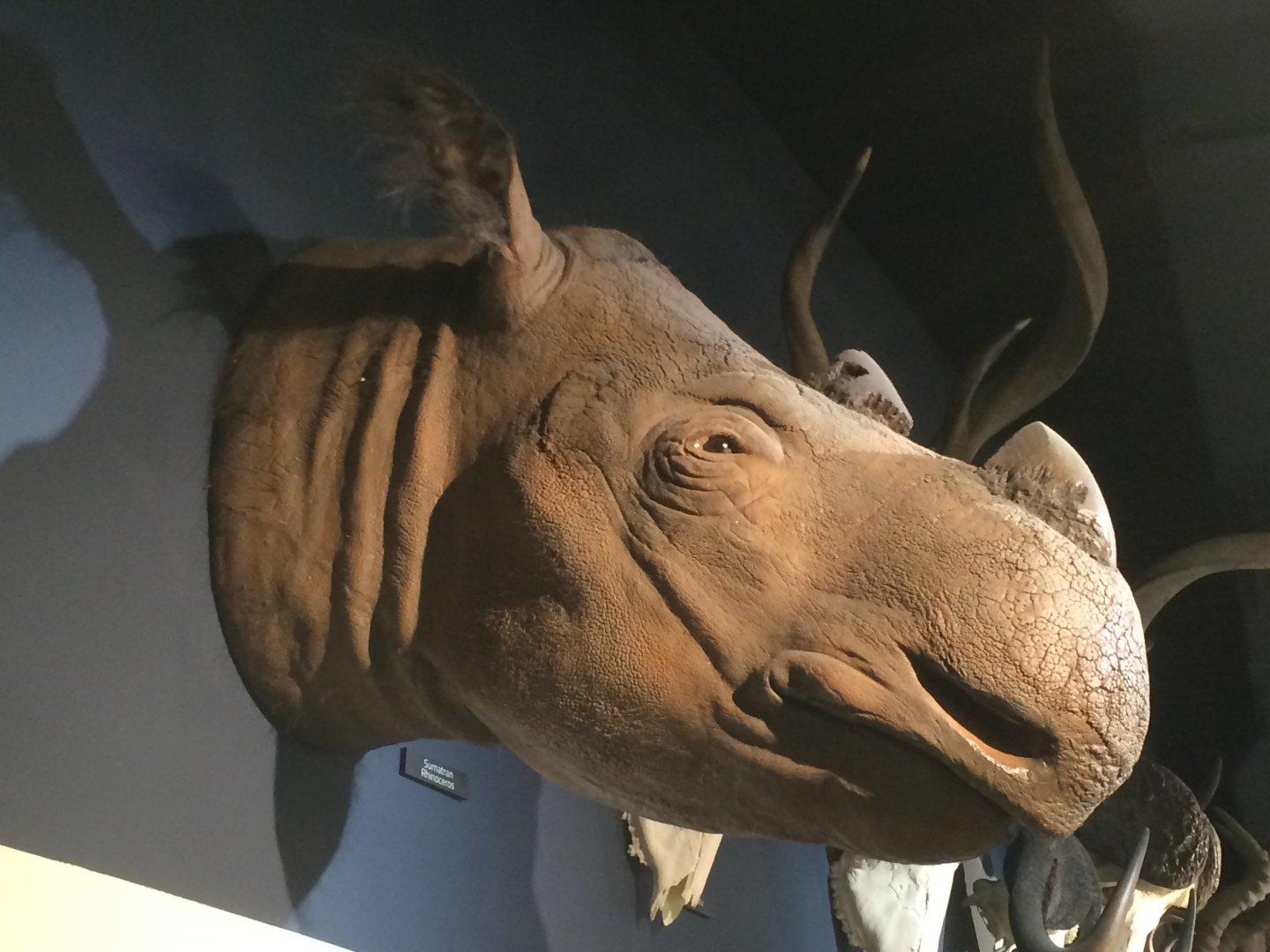 Suci the Sumatran Rhino Right Side