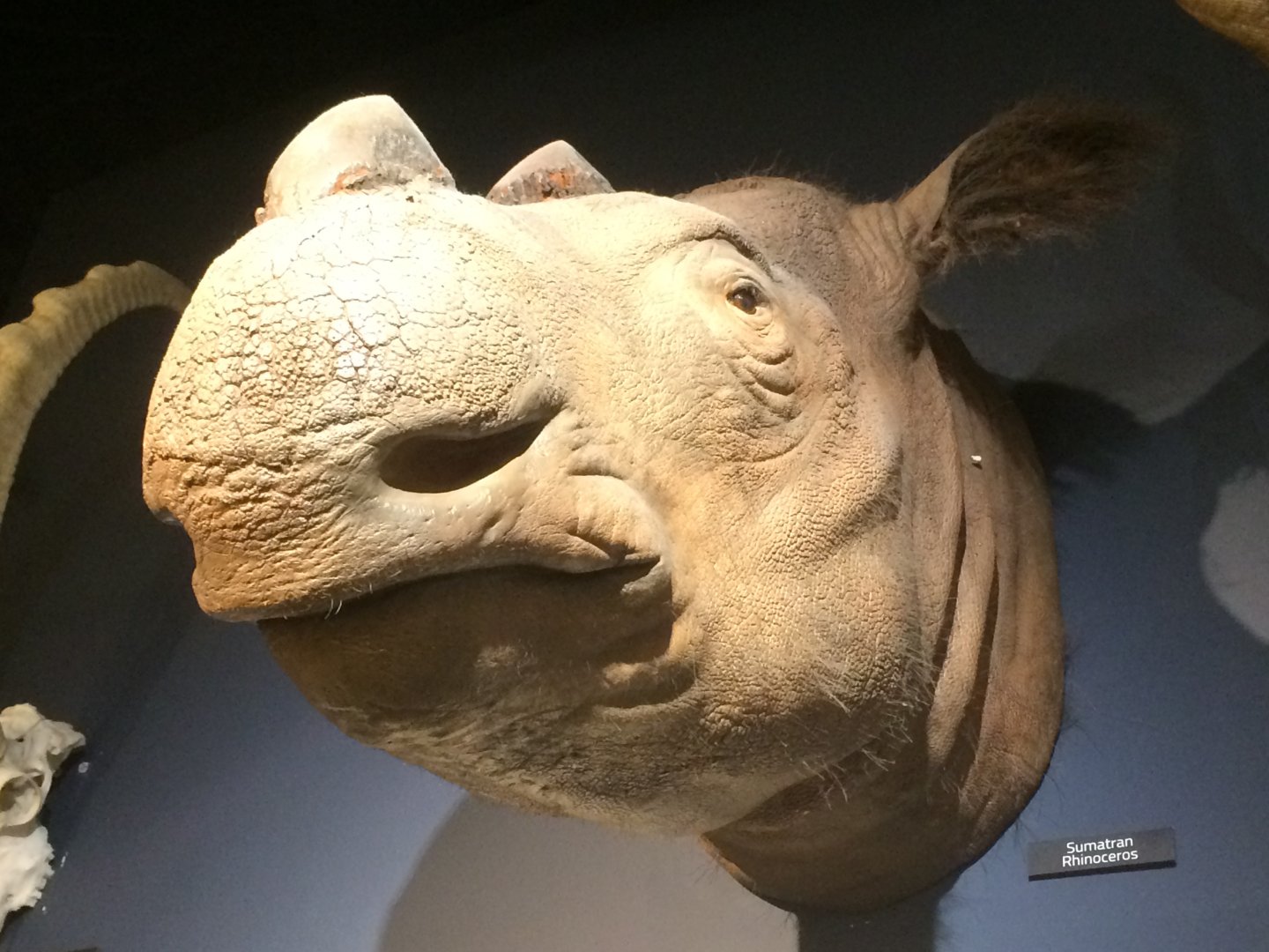 Suci the Sumatran Rhino