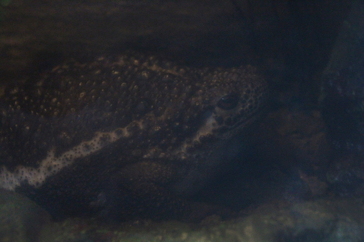 Suck toad (Pseudobufo subasper)