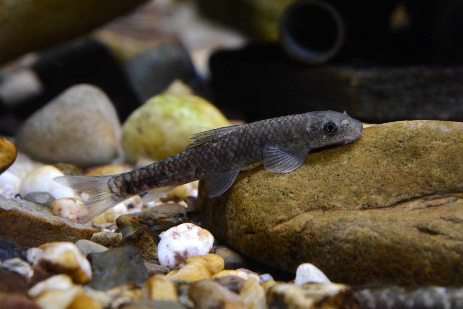 Sucker head (Garra gotyla)