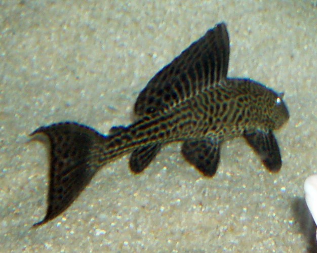 Suckermouth Catfish (Hypostomus plecostomus)