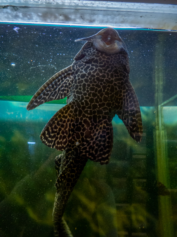 Suckermouth catfish / Hypostomus plecostomus