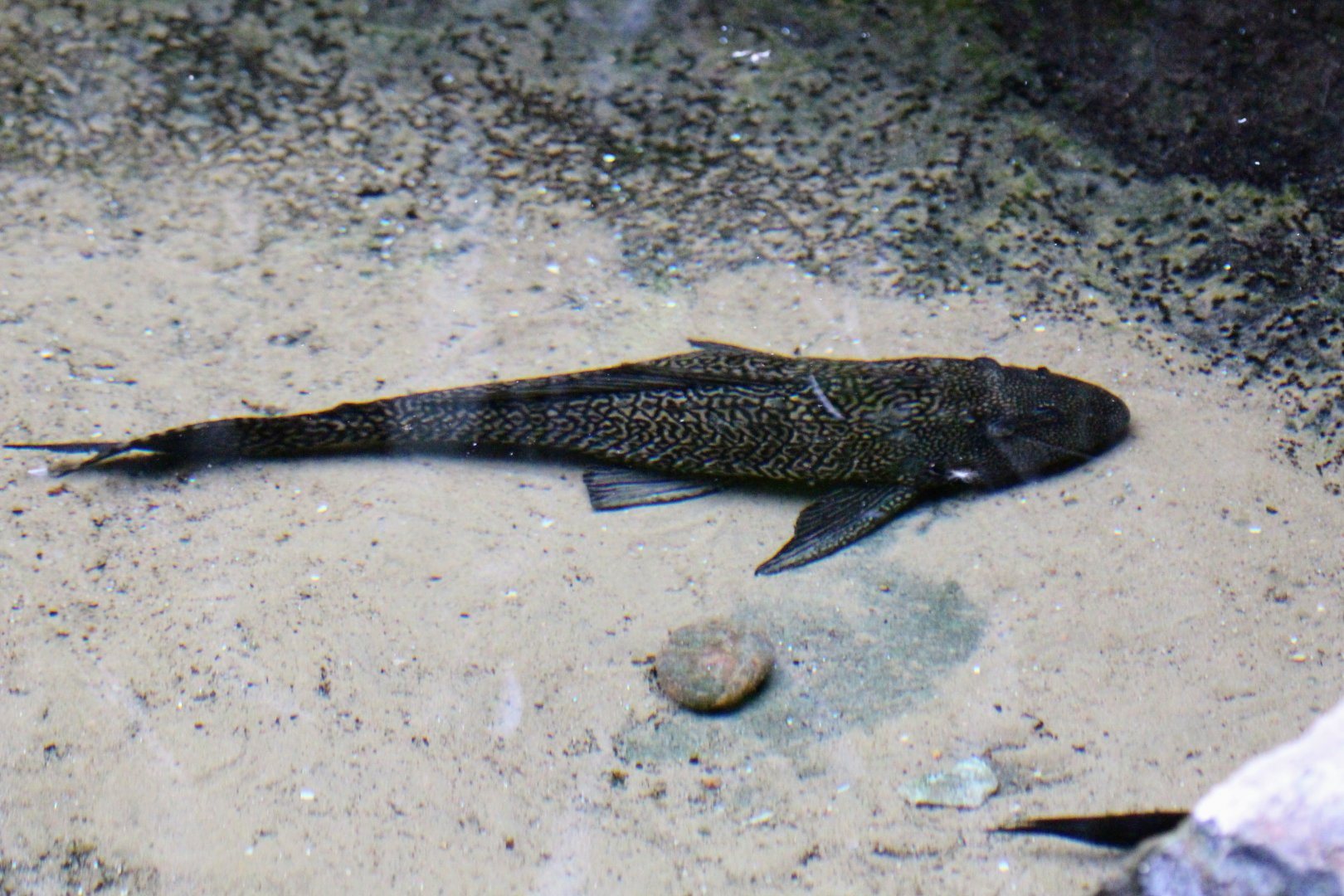 Suckermouth Catfish