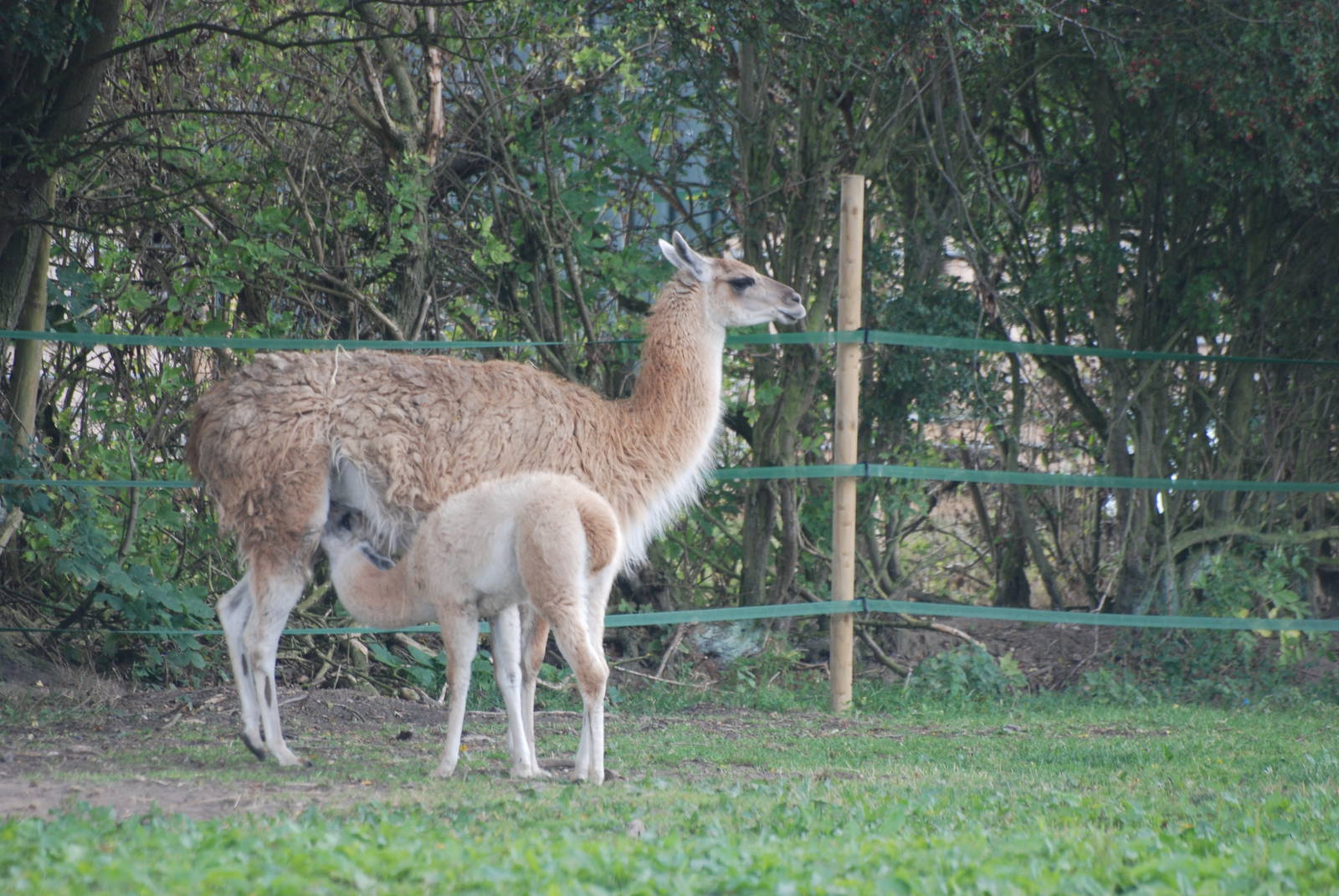 Suckling Guanaco at Yorkshire WP, 07/08/11