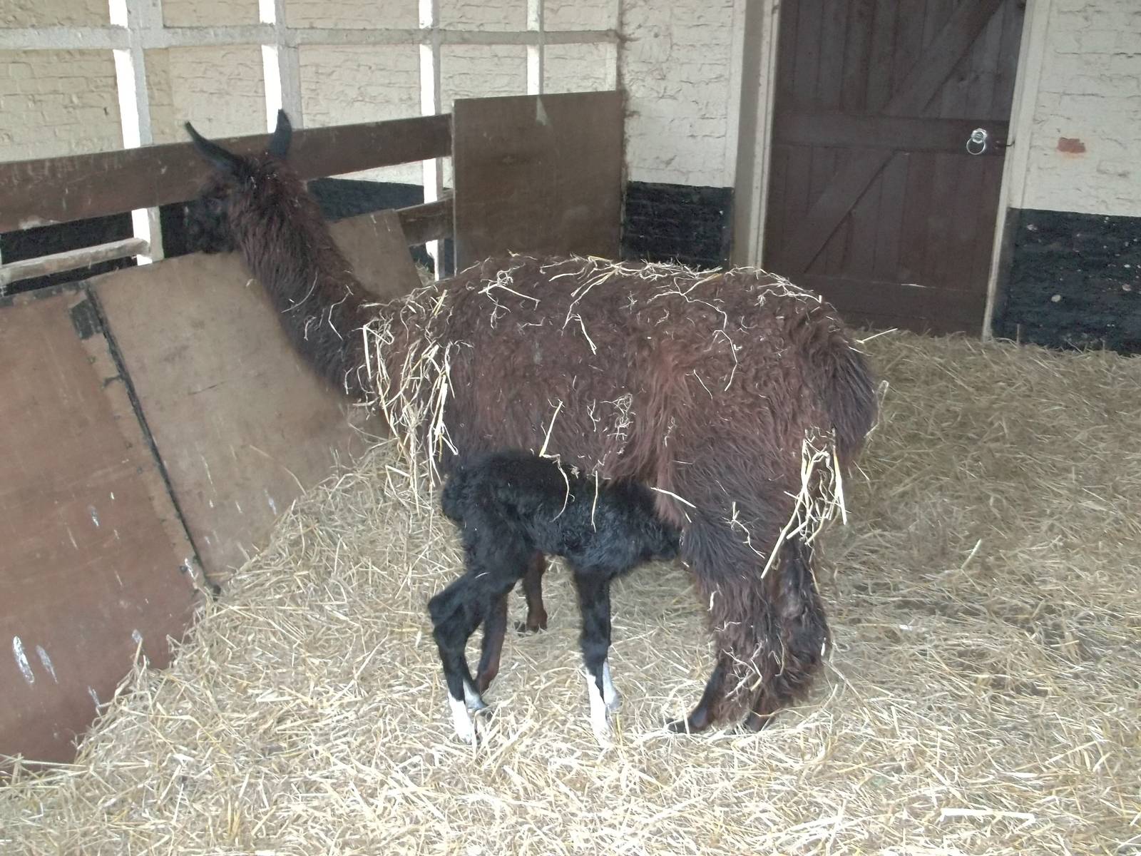 Suckling happily, 11th October 2014