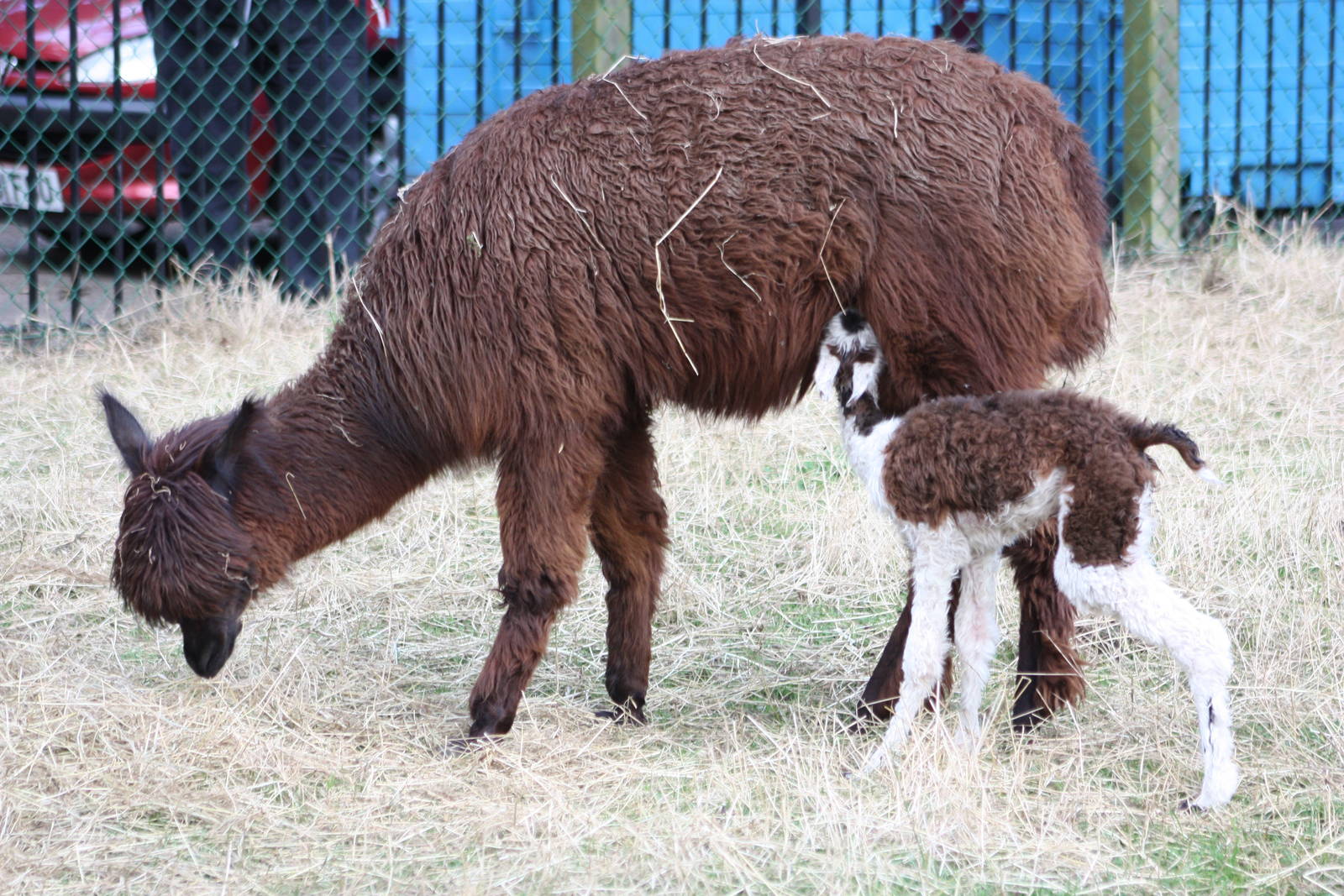 Suckling well, 24th August 2014