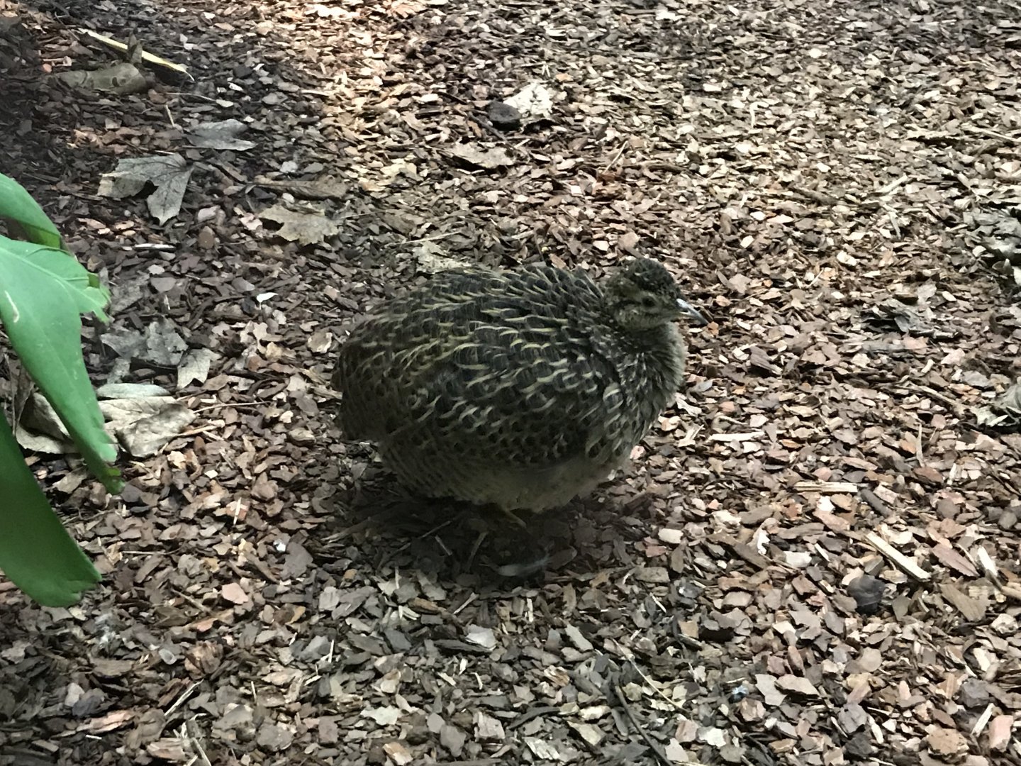 Sudamerikahaus - Chilean tinamou 011218