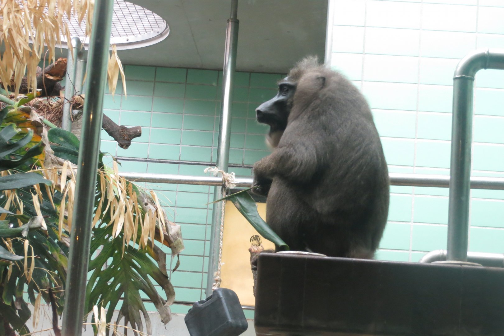 Sudamerikahaus - Drill 031218