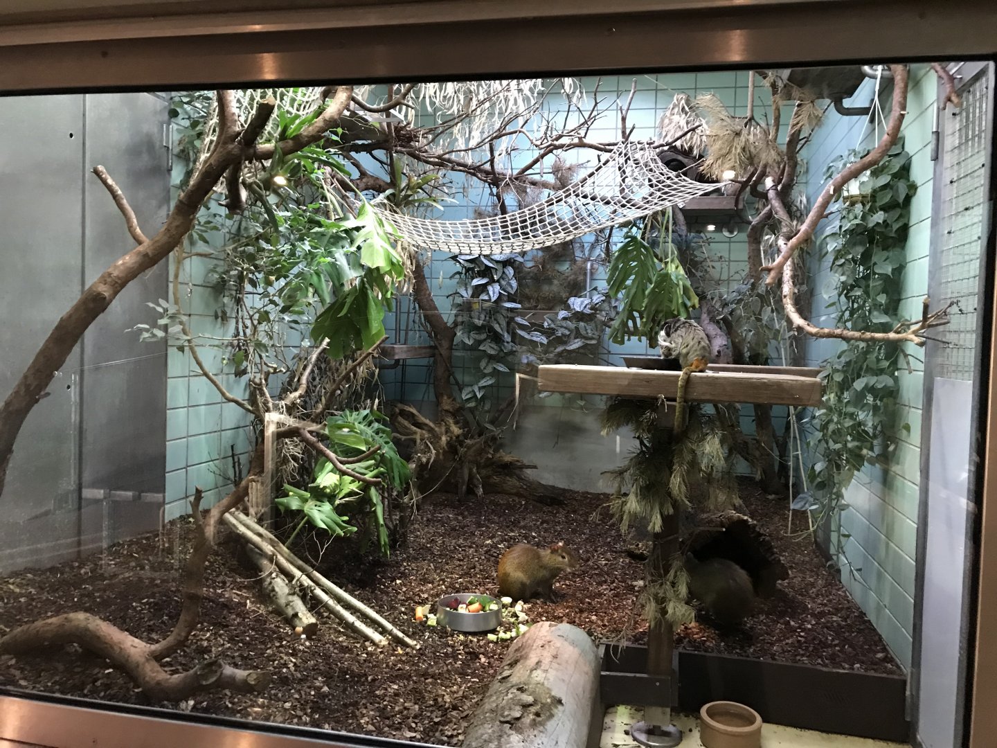 Sudamerikahaus - Emperor tamarin and Orange-rumped agouti exhibit 011218