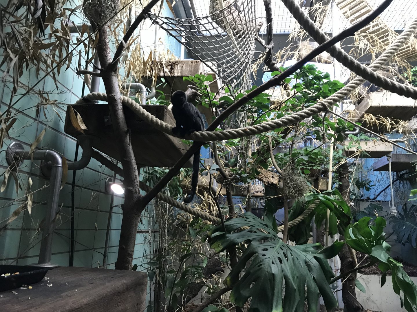 Sudamerikahaus - Goeldi's monkey 011218
