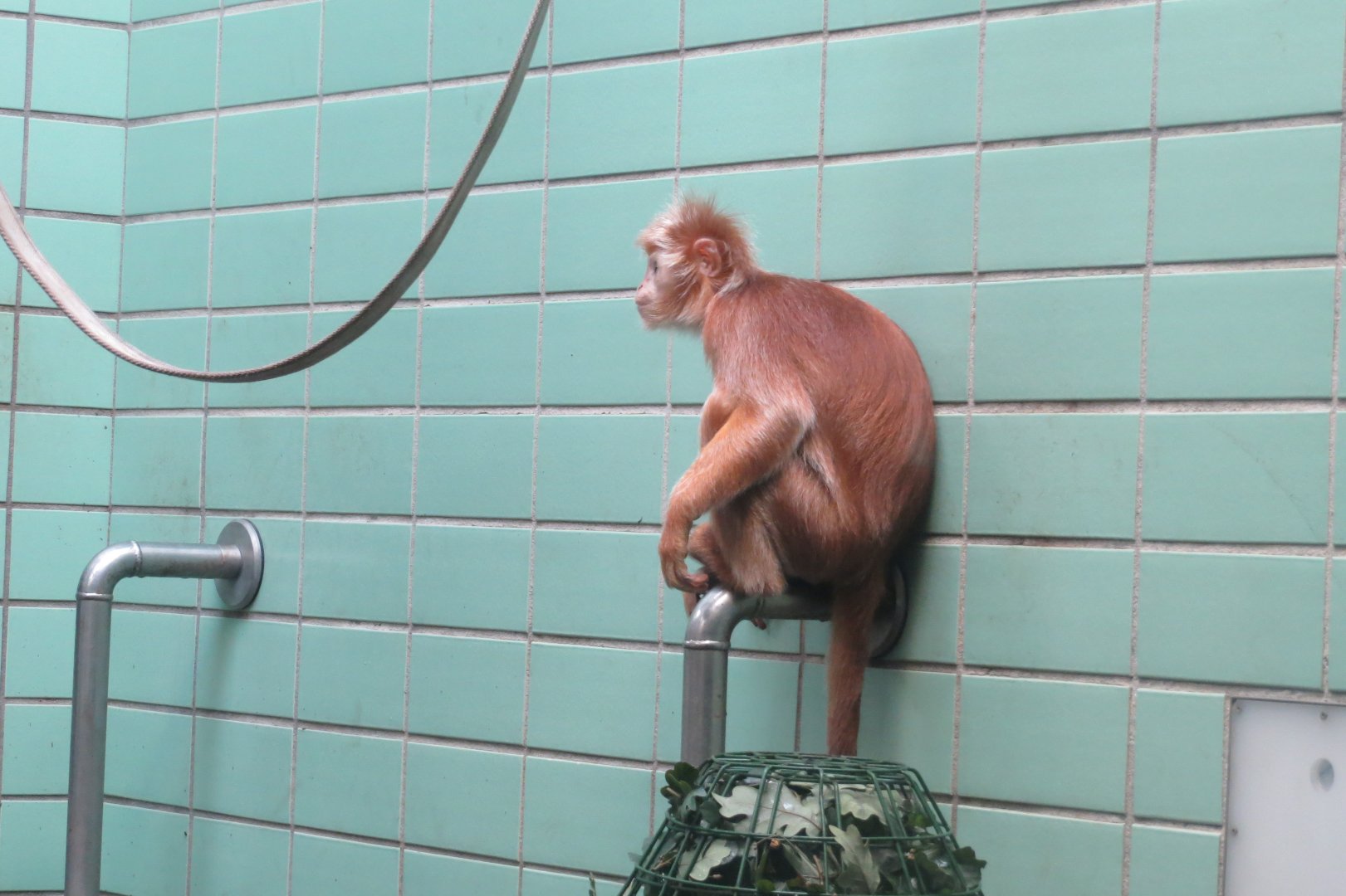 Sudamerikahaus - Javan lutung 031218