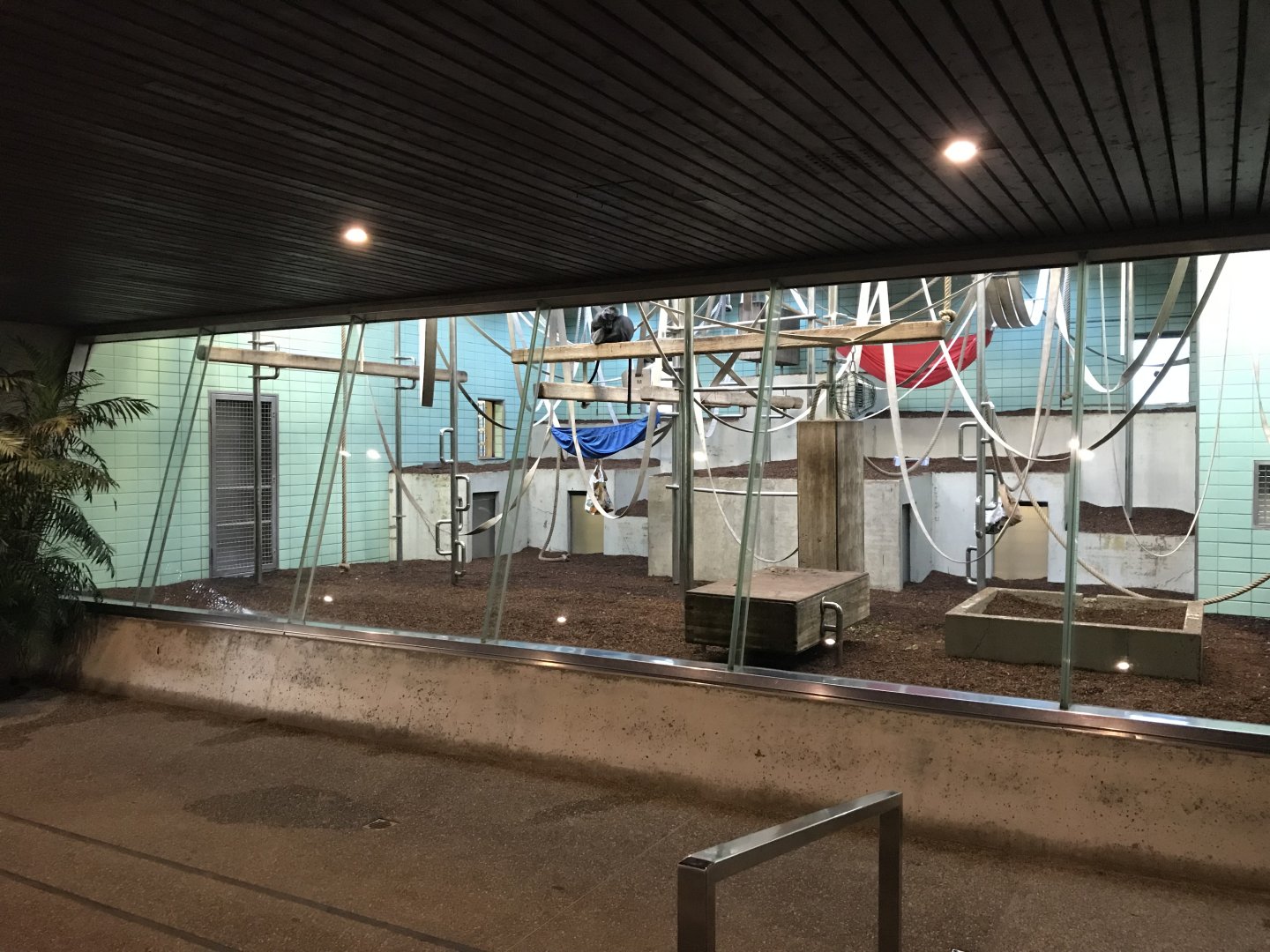 'Sudamerikahaus' - Javan lutung exhibit 011218