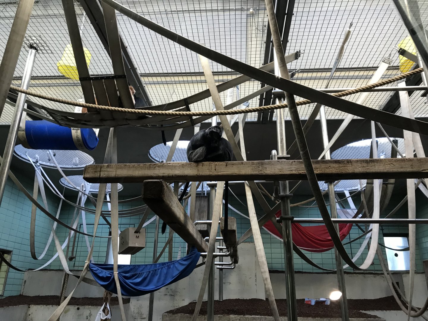 'Sudamerikahaus' - Javan lutungs 011218