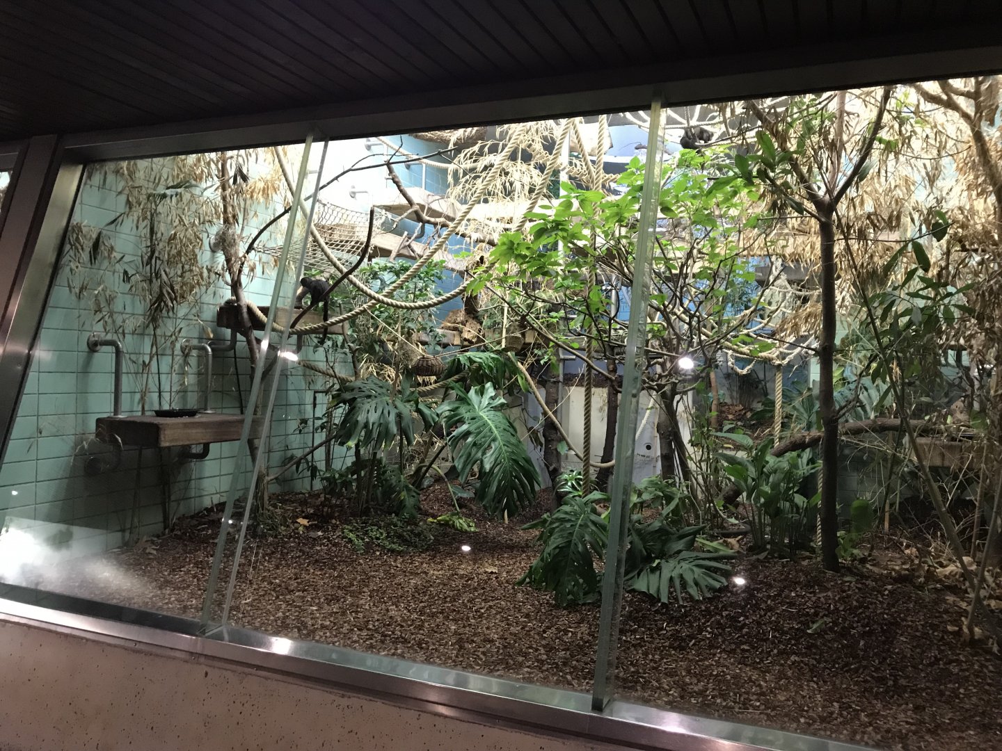 Sudamerikahaus - Pygmy marmoset and Goeldi's monkeys exhibit 011218