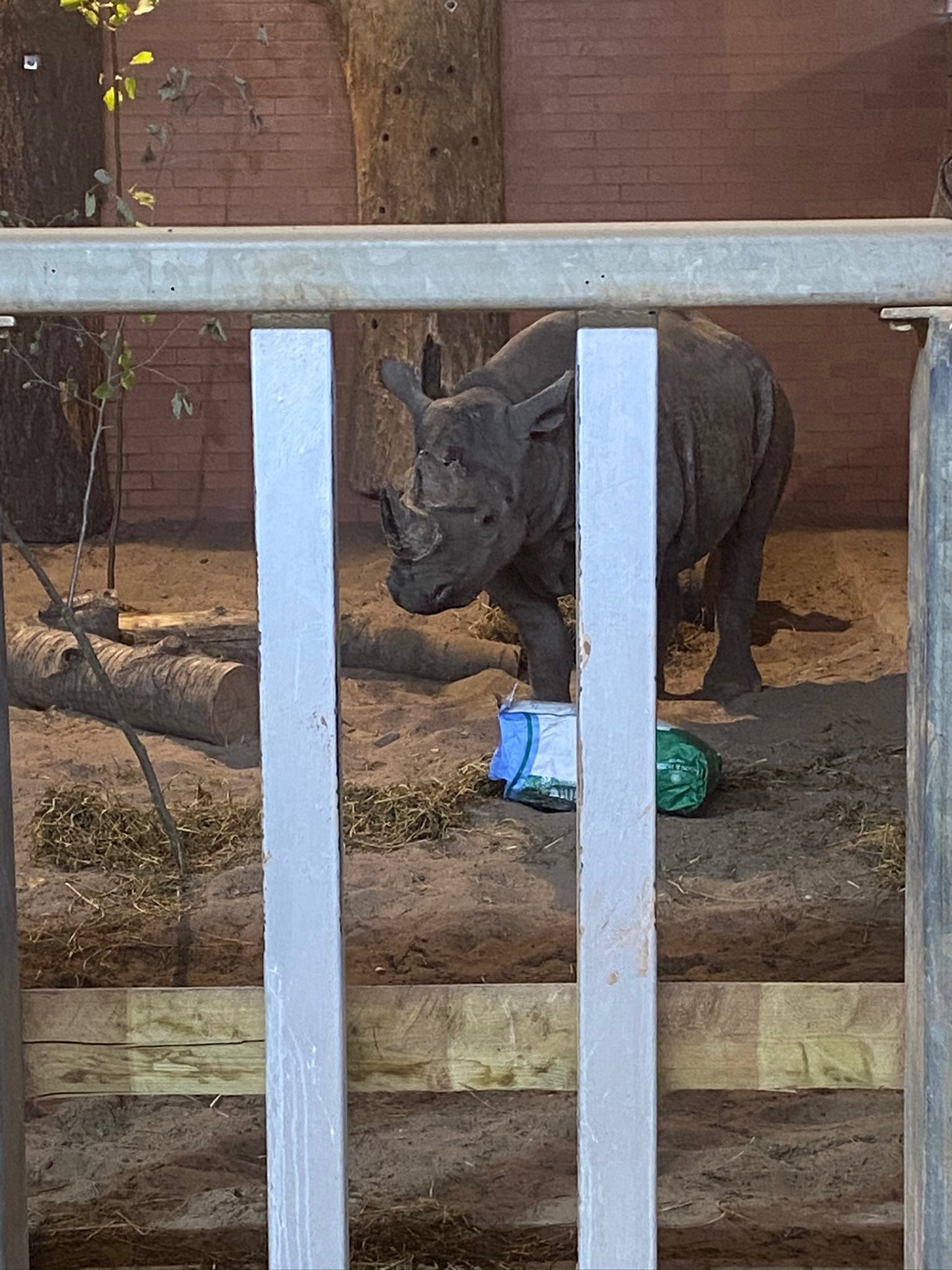 Sudan after being bought back in