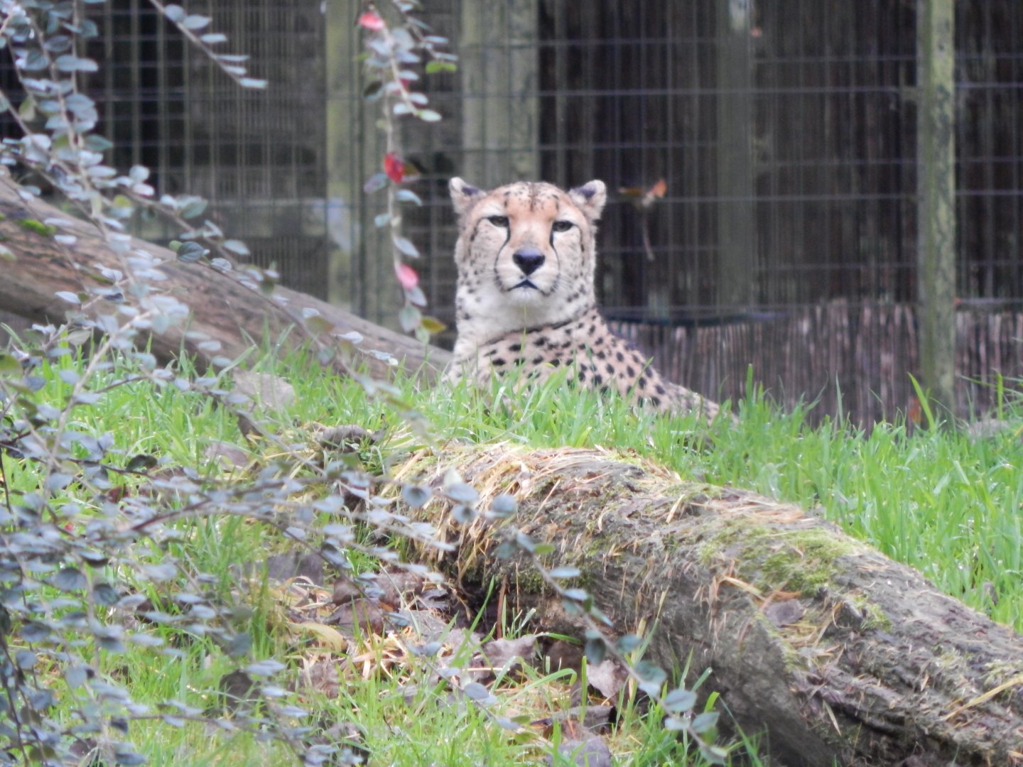 Sudan cheetah 181021