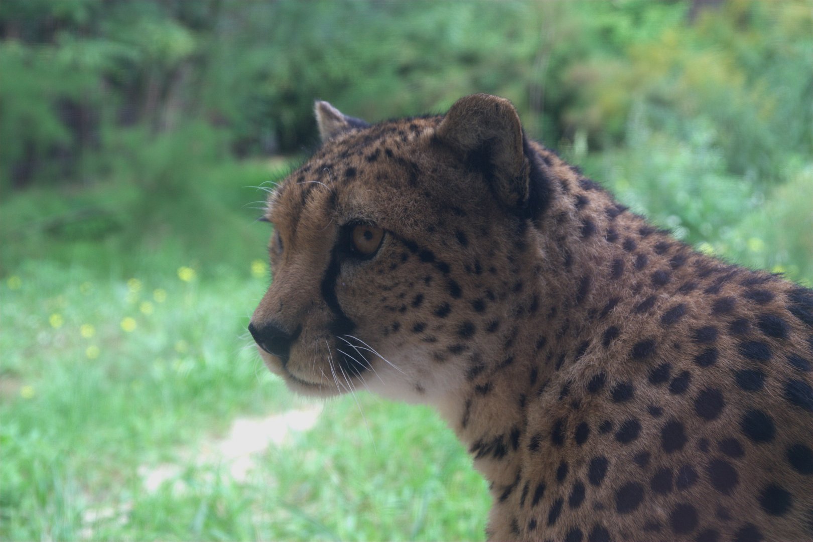 Sudan Cheetah (Acinonyx jubatus soemmeringii), 17-09-25