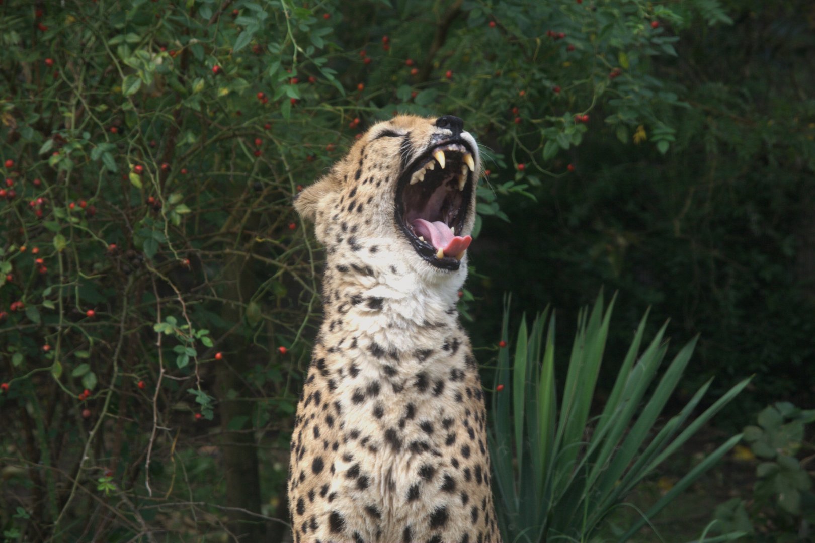 Sudan Cheetah (Acinonyx jubatus soemmeringii), 17-09-25