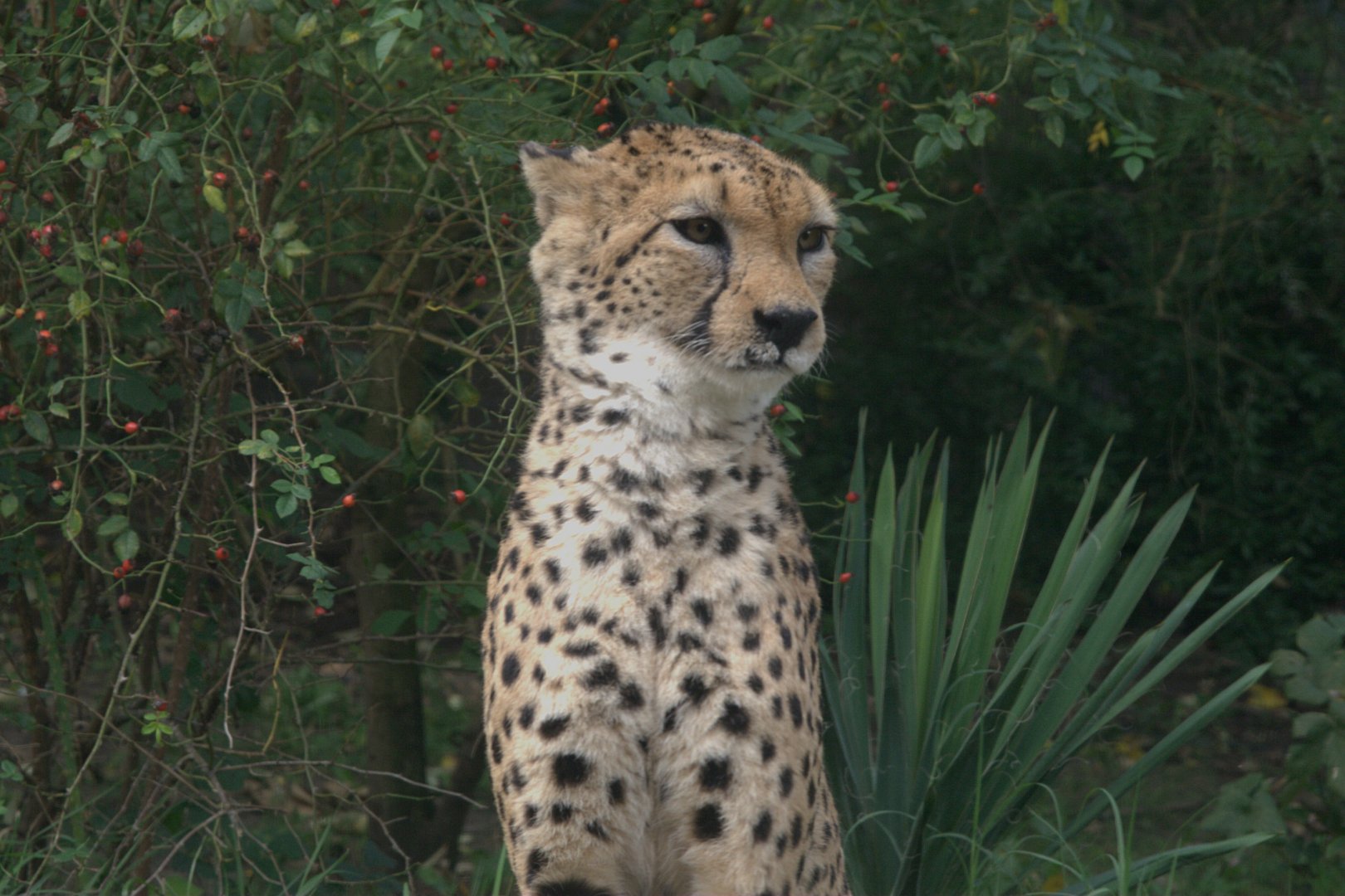 Sudan Cheetah (Acinonyx jubatus soemmeringii), 17-09-25