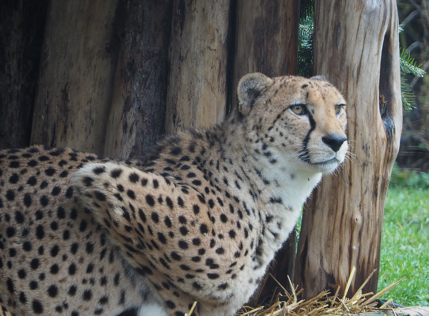 Sudan cheetah (Acinonyx jubatus soemmeringii), 2020-01-11