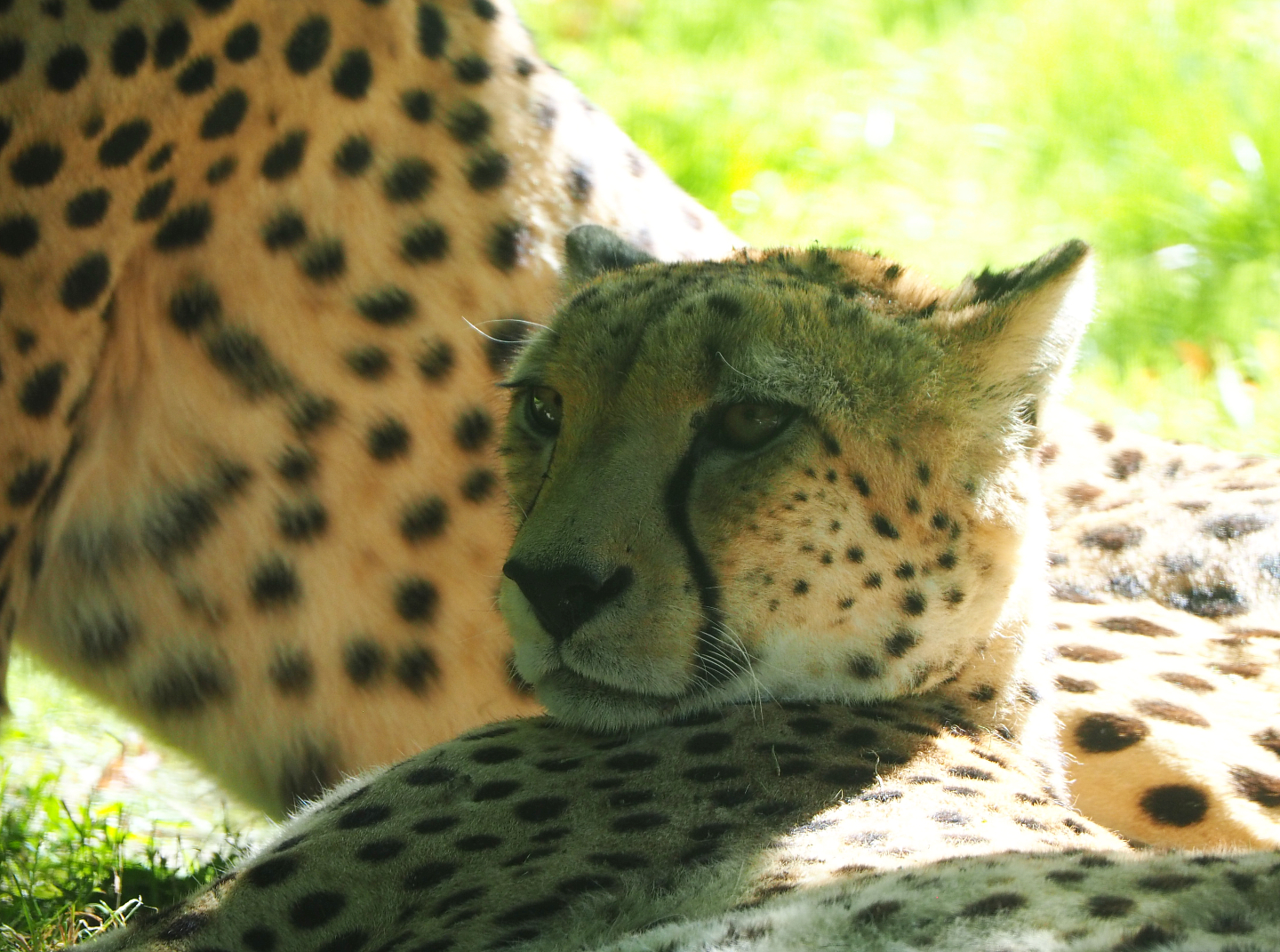 Sudan cheetah (Acinonyx jubatus soemmeringii), 2020-07-21