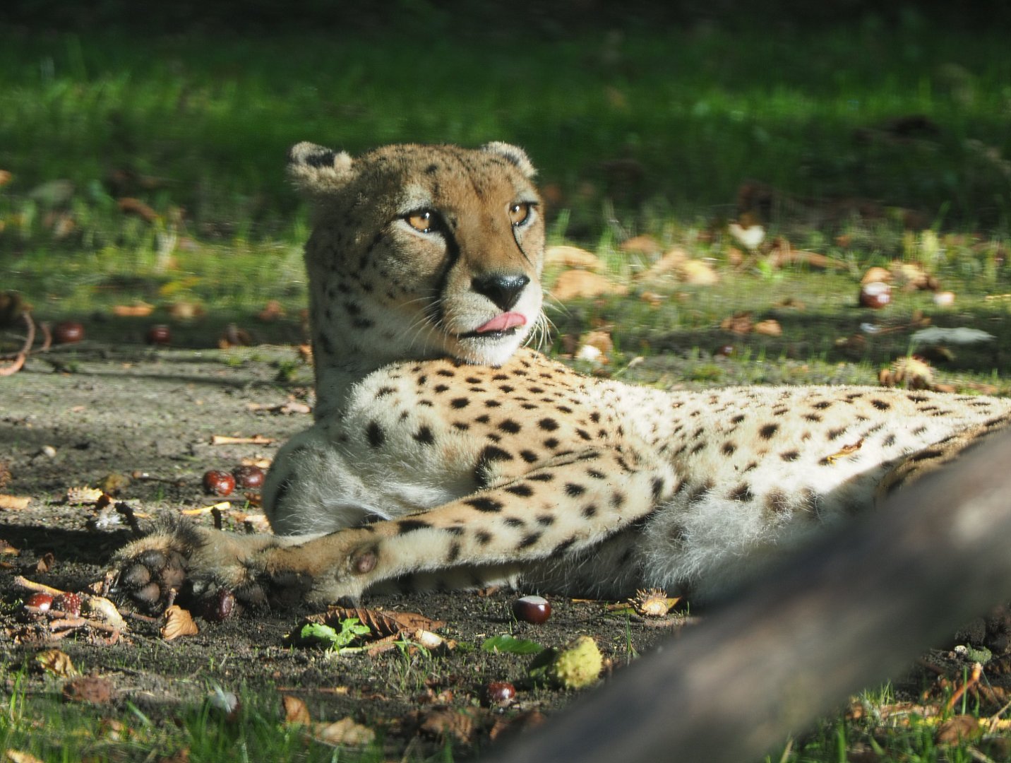 Sudan cheetah (Acinonyx jubatus soemmeringii), 2020-10-10