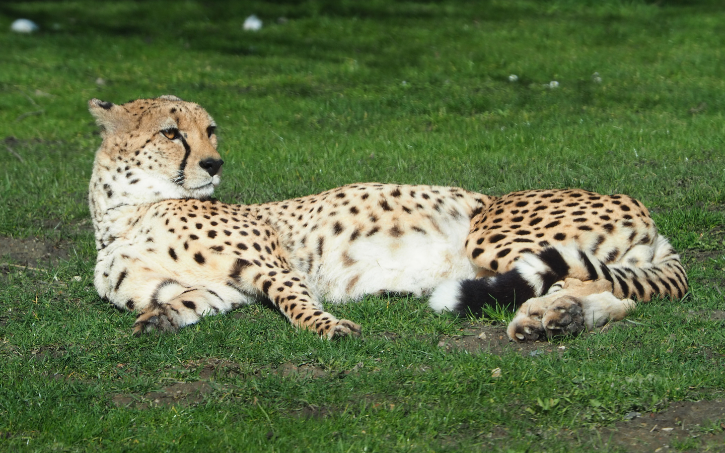 Sudan cheetah (Acinonyx jubatus soemmeringii), 2021-02-23