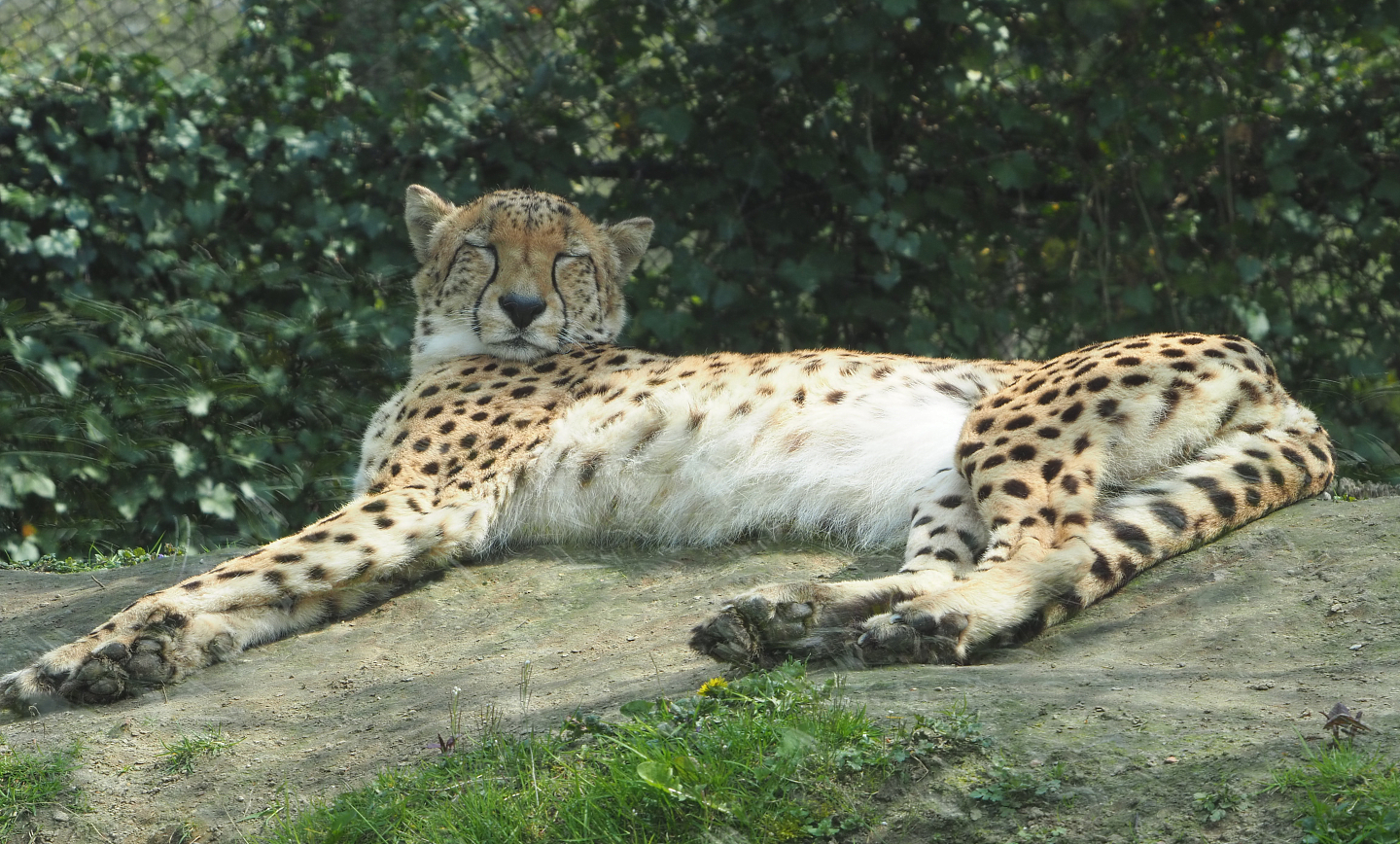 Sudan cheetah (Acinonyx jubatus soemmeringii), 2021-04-20