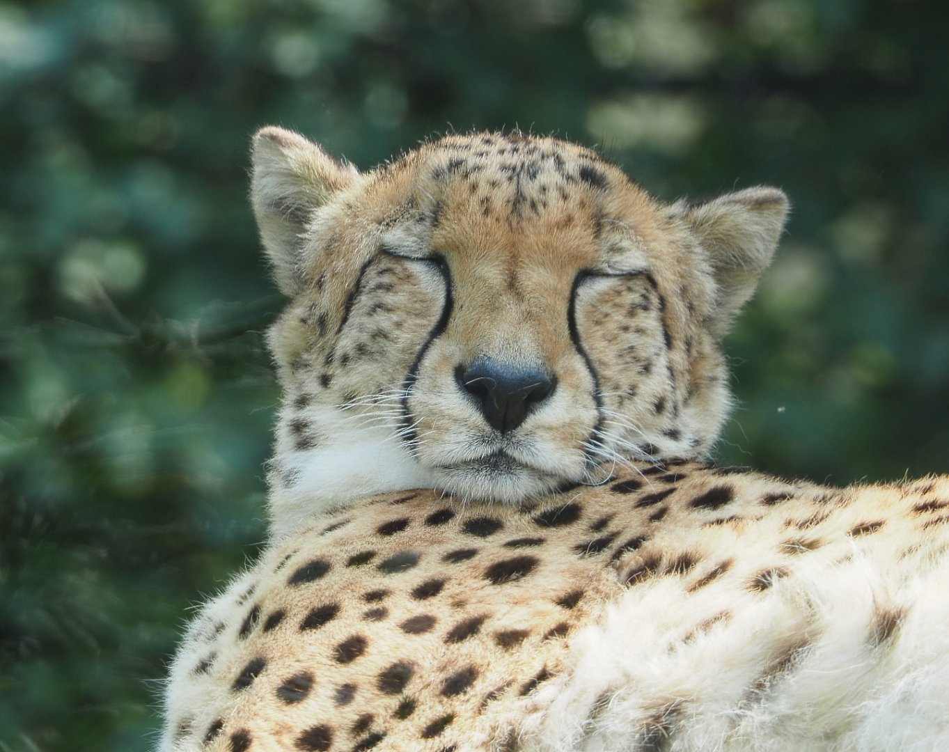 Sudan cheetah (Acinonyx jubatus soemmeringii), 2021-04-20