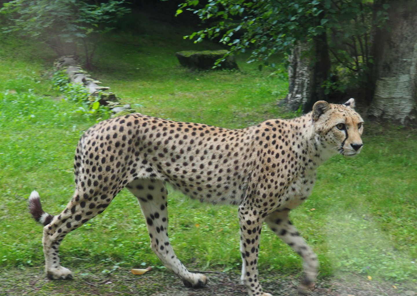 Sudan cheetah (Acinonyx jubatus soemmeringii), 2021-07-03