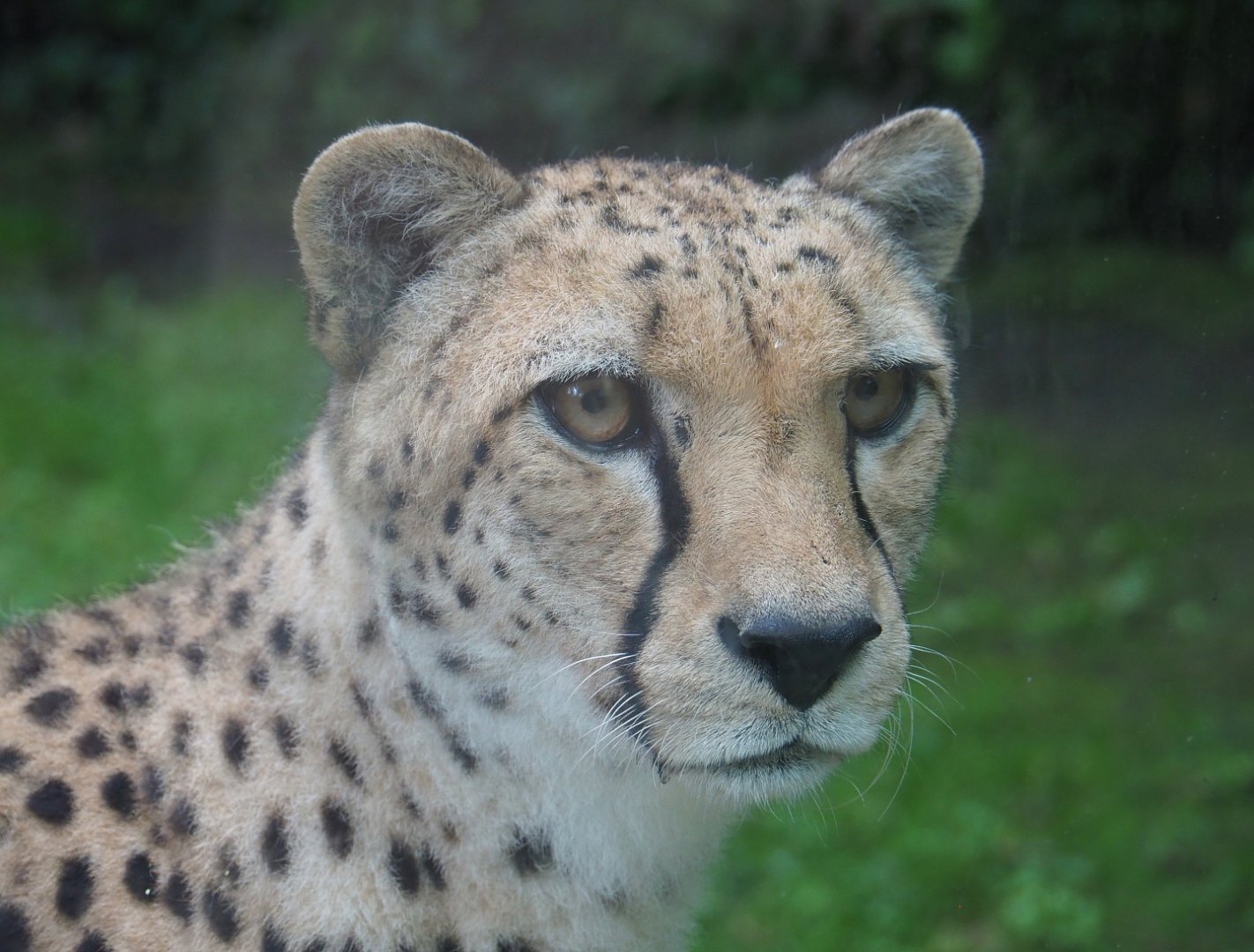 Sudan cheetah (Acinonyx jubatus soemmeringii), 2021-07-03