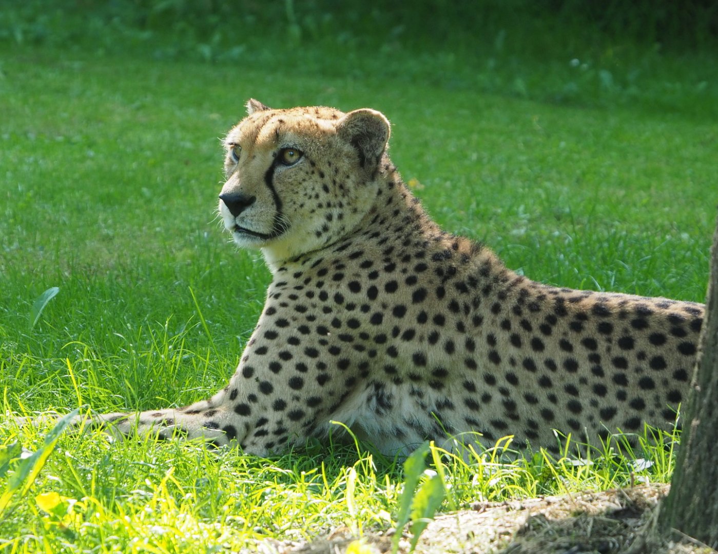 Sudan cheetah (Acinonyx jubatus soemmeringii), 2021-07-20