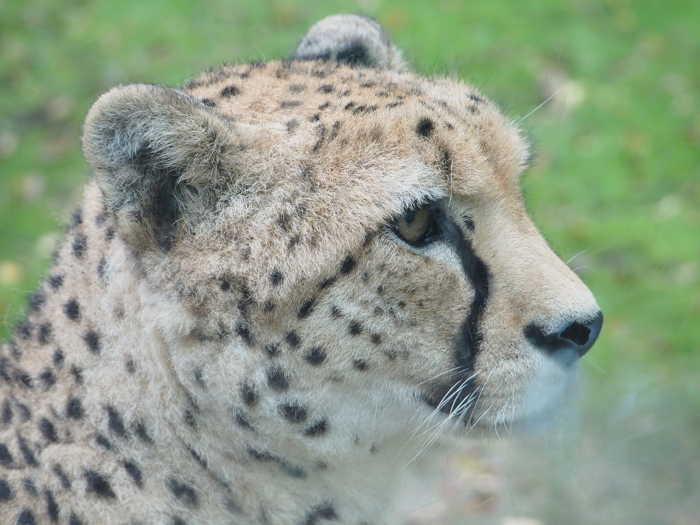 Sudan cheetah (Acinonyx jubatus soemmeringii), 2021-10-10