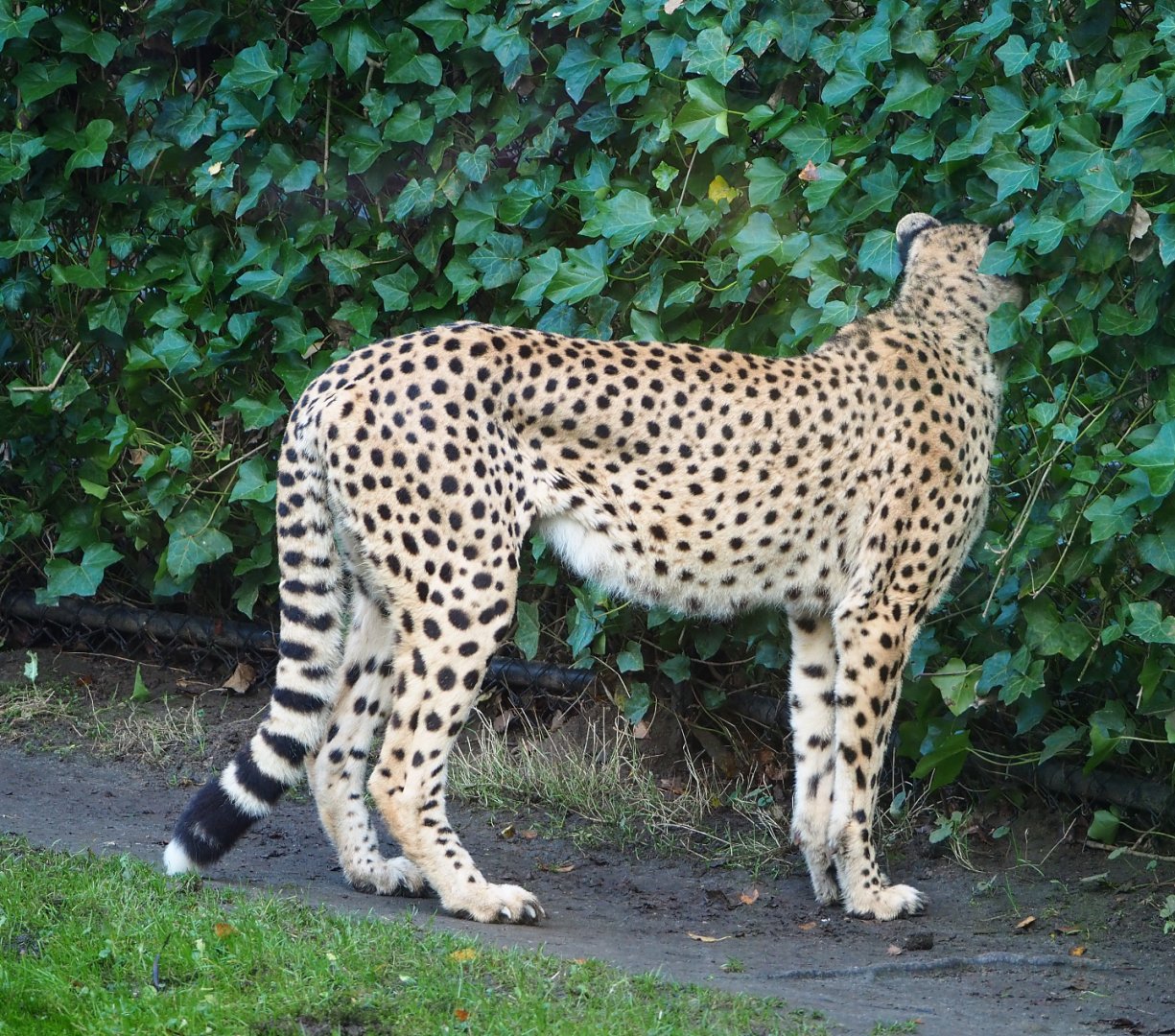 Sudan cheetah (Acinonyx jubatus soemmeringii), 2021-11-23