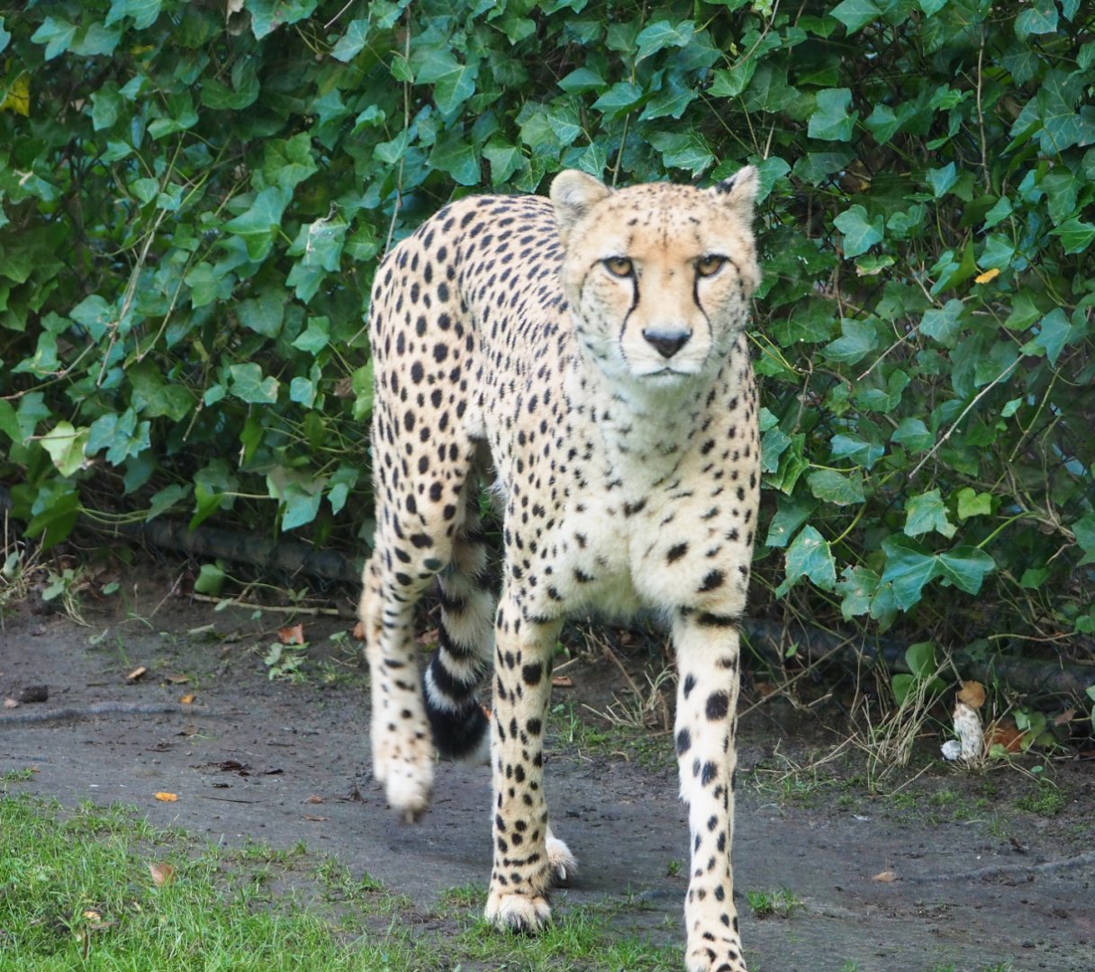 Sudan cheetah (Acinonyx jubatus soemmeringii), 2021-11-23