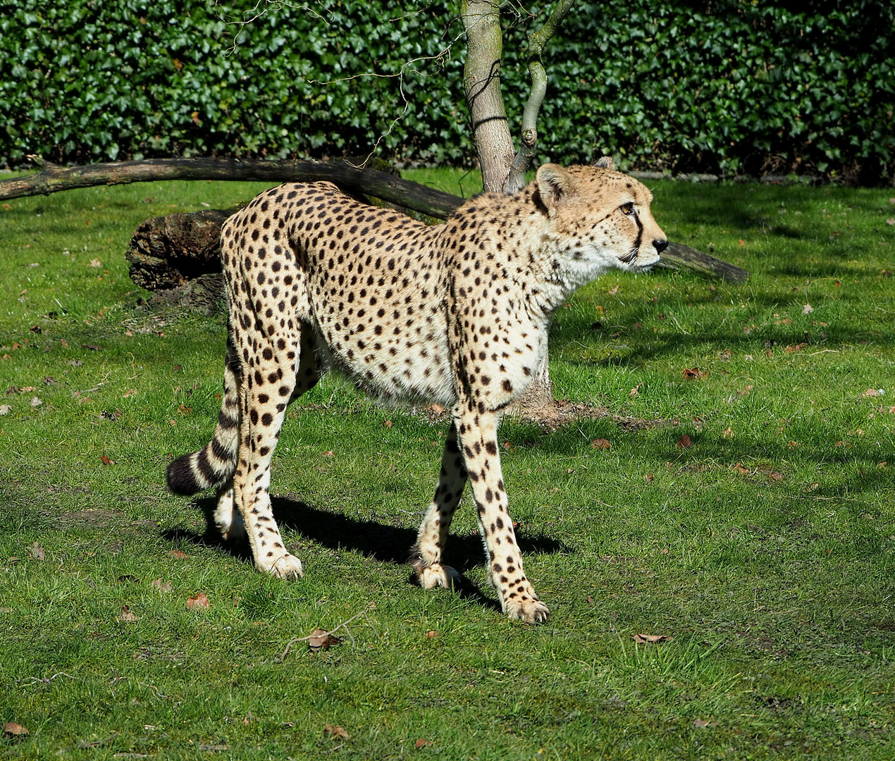 Sudan cheetah (Acinonyx jubatus soemmeringii), 2022-03-08