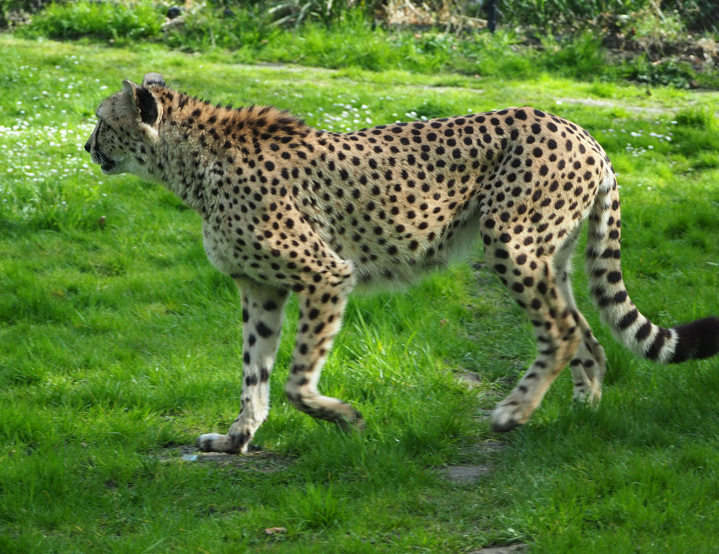 Sudan cheetah (Acinonyx jubatus soemmeringii), 2022-04-12