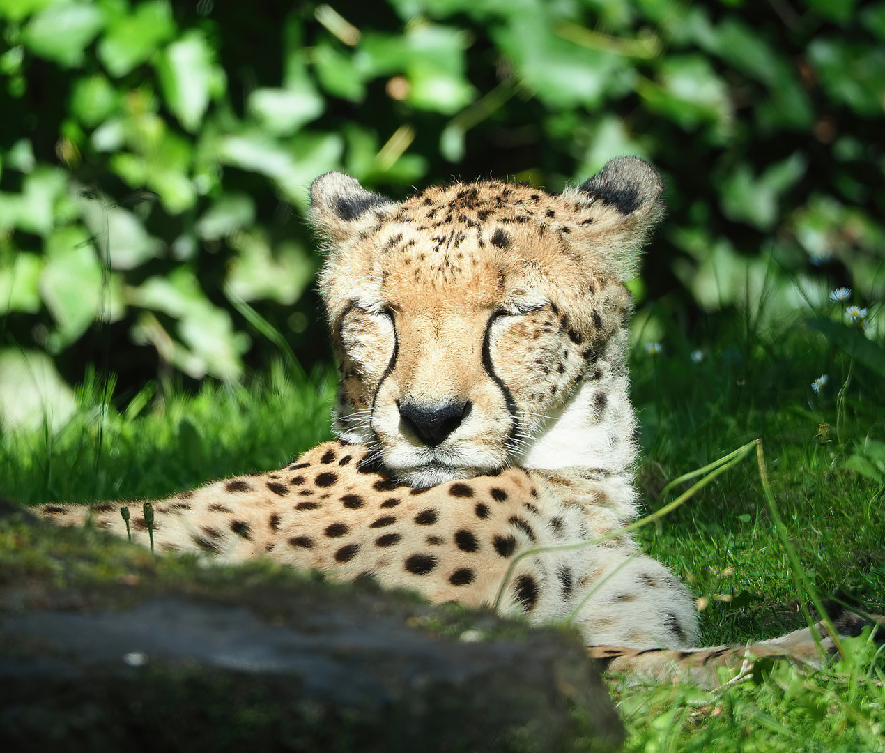 Sudan cheetah (Acinonyx jubatus soemmeringii), 2022-07-03