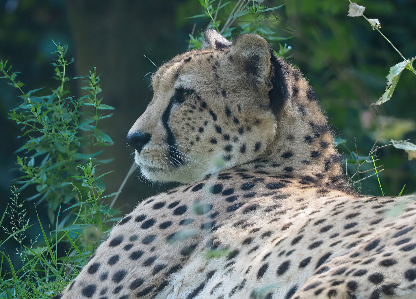 Sudan cheetah (Acinonyx jubatus soemmeringii), 2022-07-16