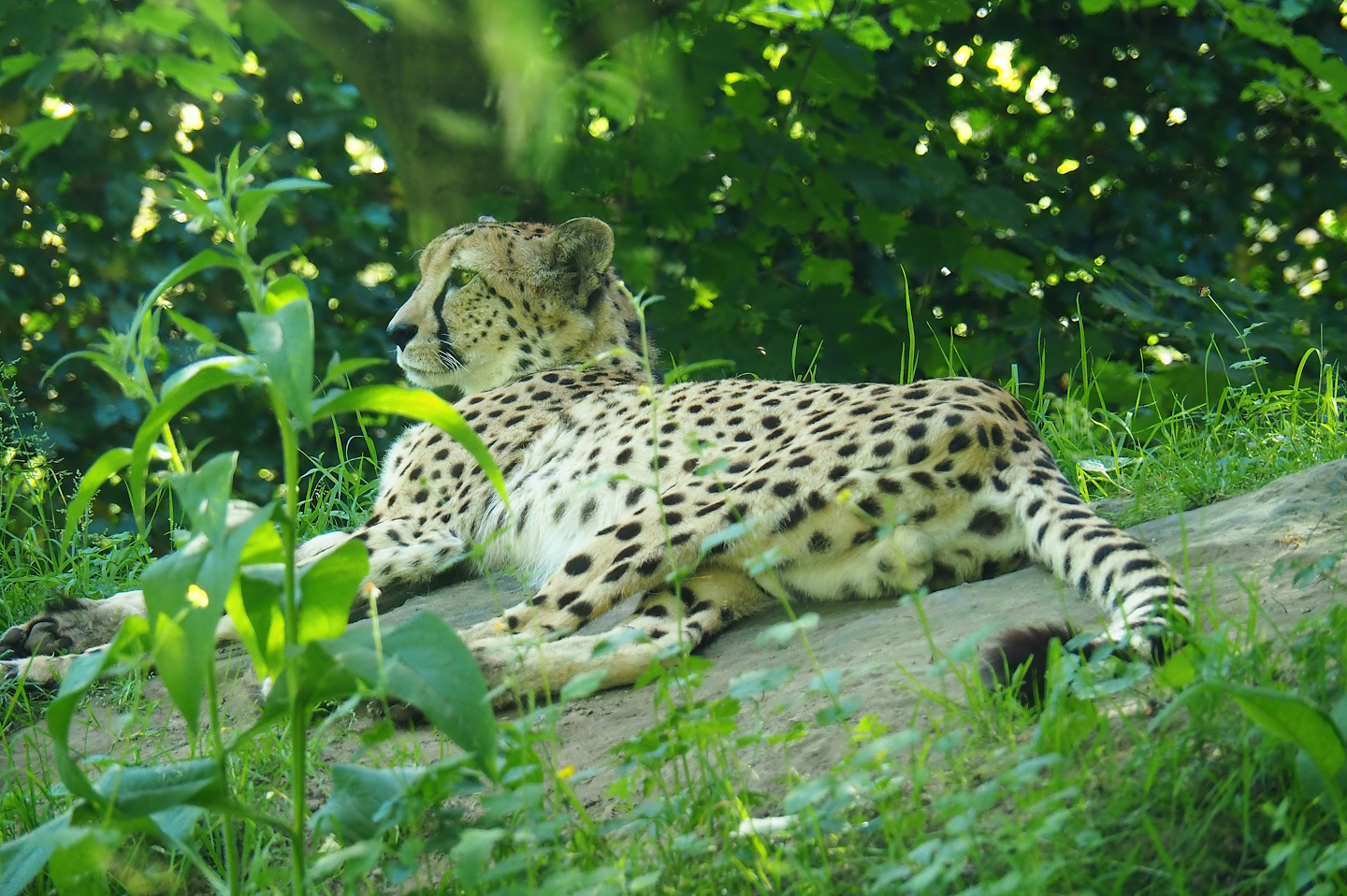 Sudan cheetah (Acinonyx jubatus soemmeringii), 2023-06-04