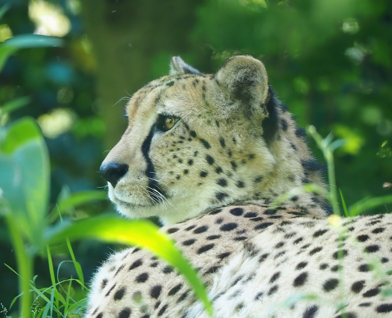 Sudan cheetah (Acinonyx jubatus soemmeringii), 2023-06-04