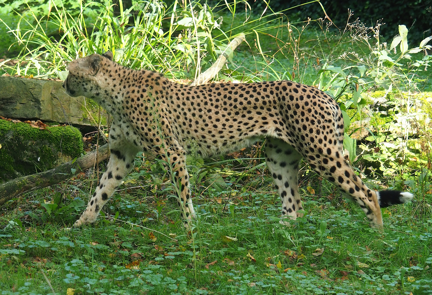Sudan cheetah (Acinonyx jubatus soemmeringii), 2023-09-19
