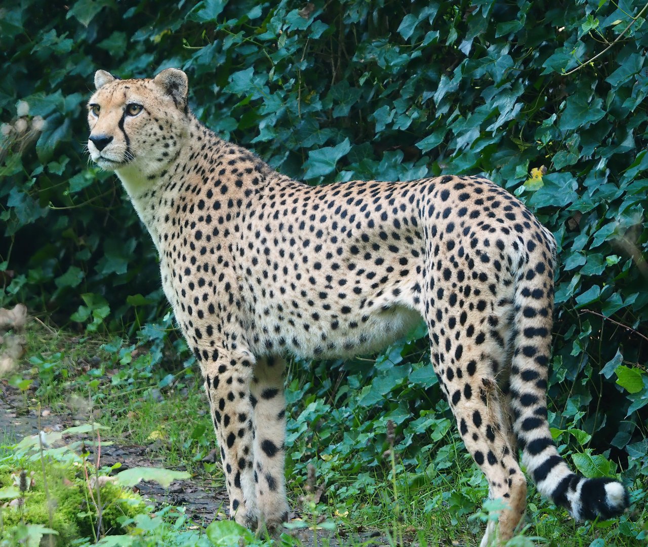 Sudan cheetah (Acinonyx jubatus soemmeringii), 2023-09-19