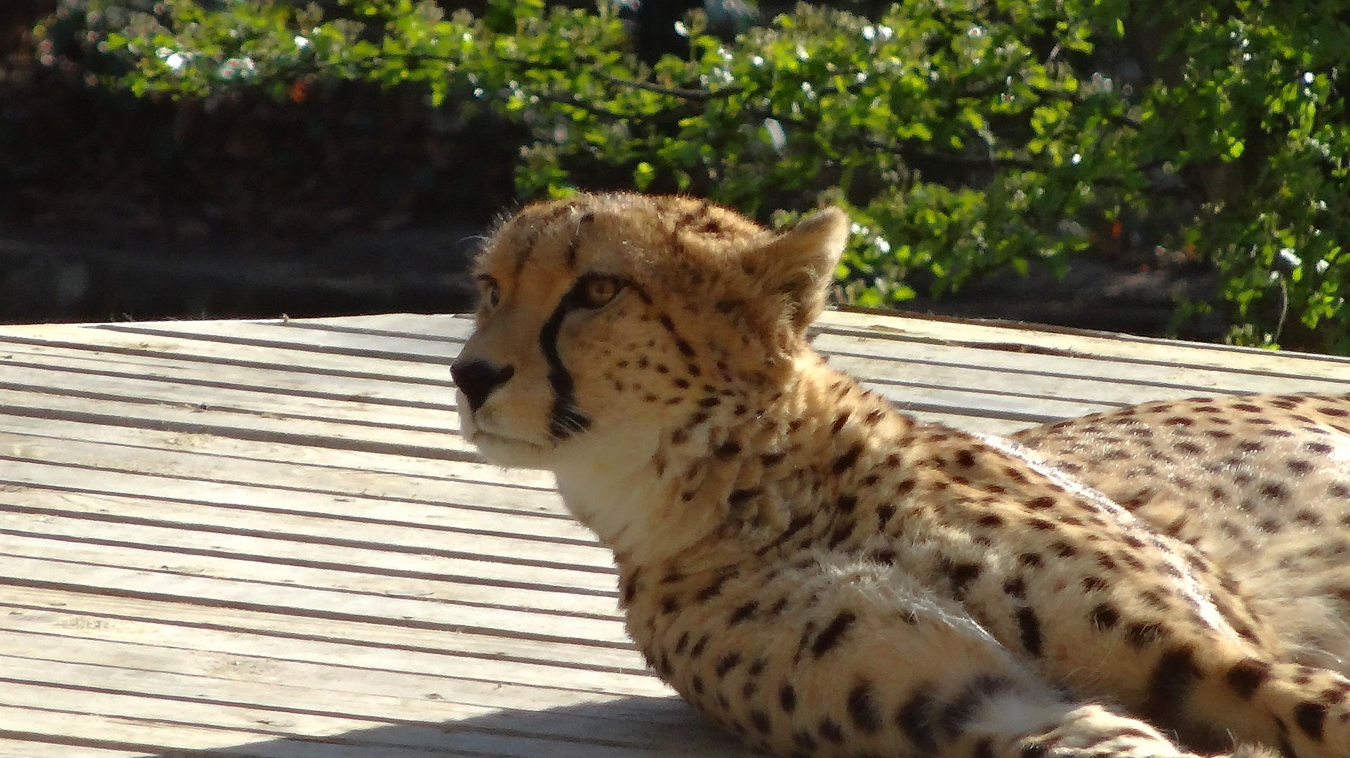 Sudan Cheetah (Acinonyx jubatus soemmeringii), 2025-04-09