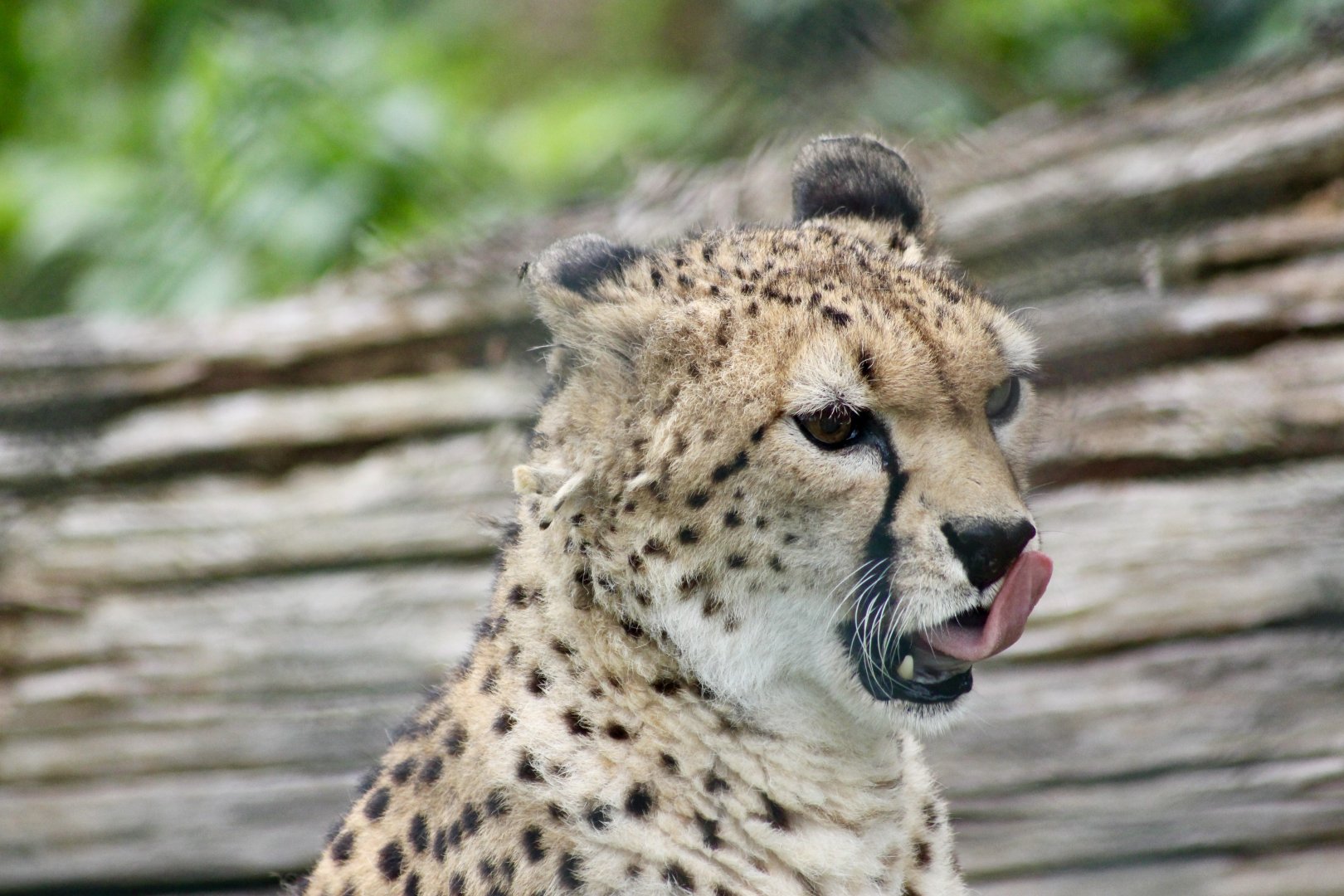 Sudan cheetah (Acinonyx jubatus soemmeringii) - 27/7/2025