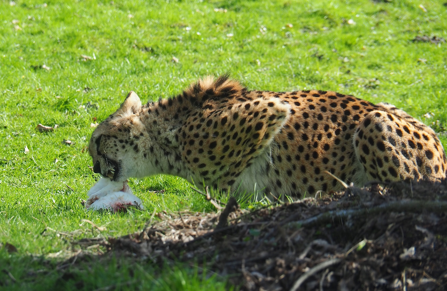 Sudan cheetah (Acinonyx jubatus soemmeringii) eating a rabbit, 2023-03-28